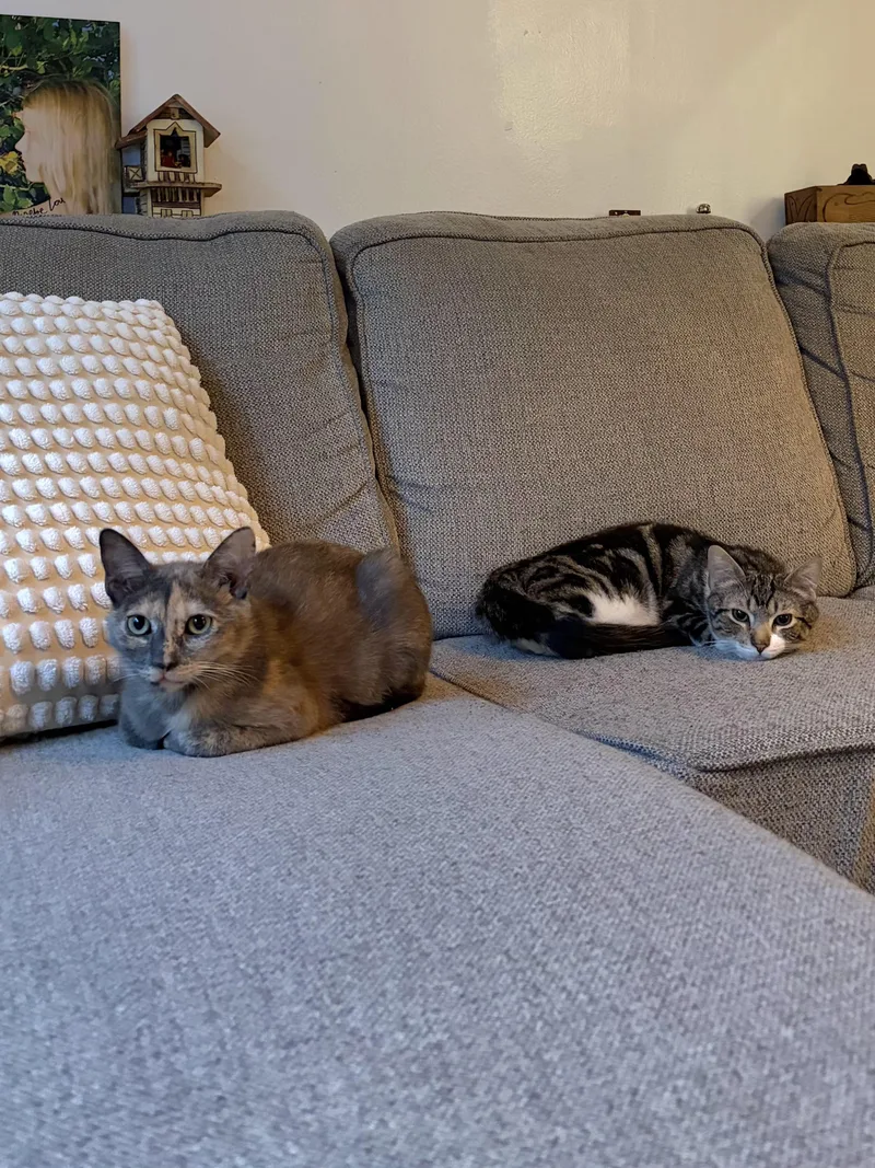 Frenchie & Partridge thumbnail 3