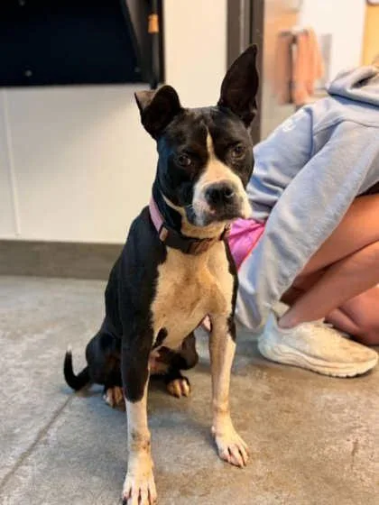 An adult medium-sized female Pit Bull Terrier dog named Bella Loo for adoption in Bowling Green, KY