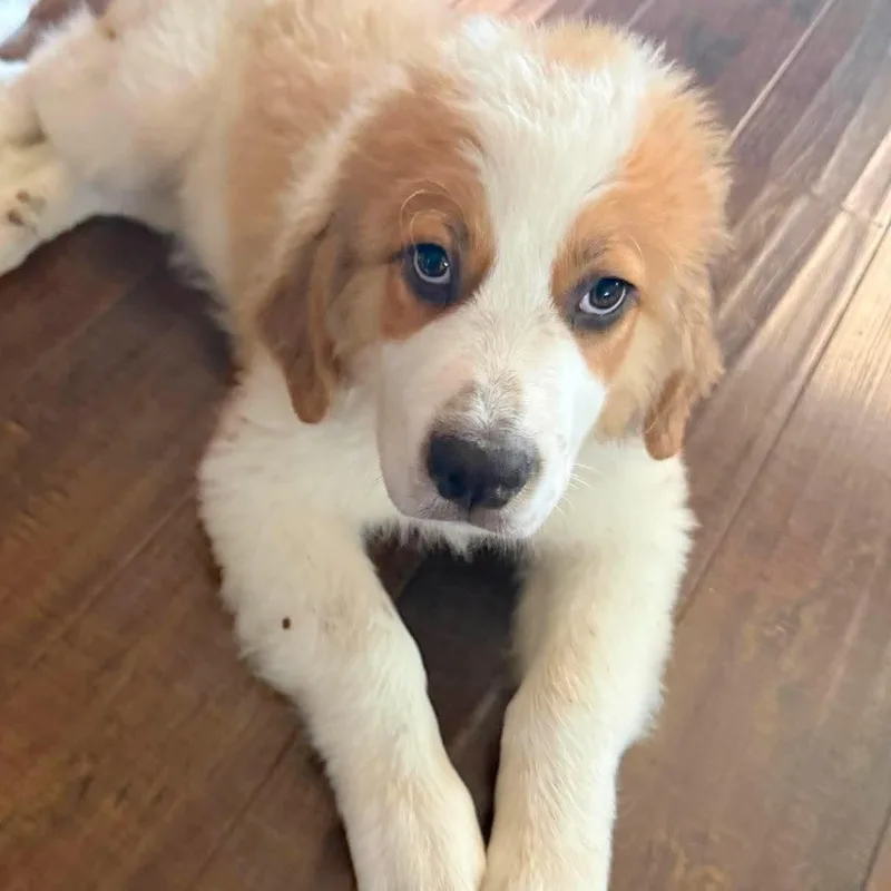 A baby extra large-sized male White / Cream Saint Bernard dog named Otter for adoption in Corpus Christi, TX