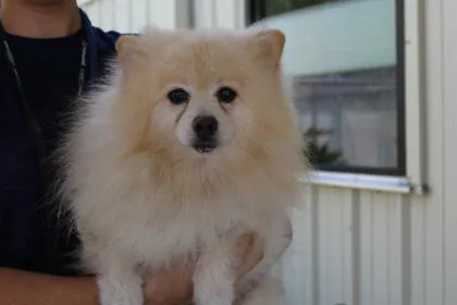 An adult small-sized male Pomeranian dog named Casper for adoption in Brunswick, GA