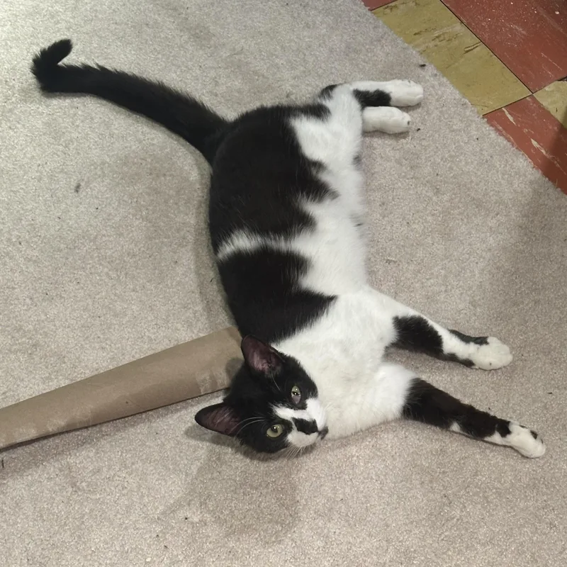 A young medium-sized male Black & White / Tuxedo Domestic Short Hair cat named Casper for adoption in Lemoyne, PA