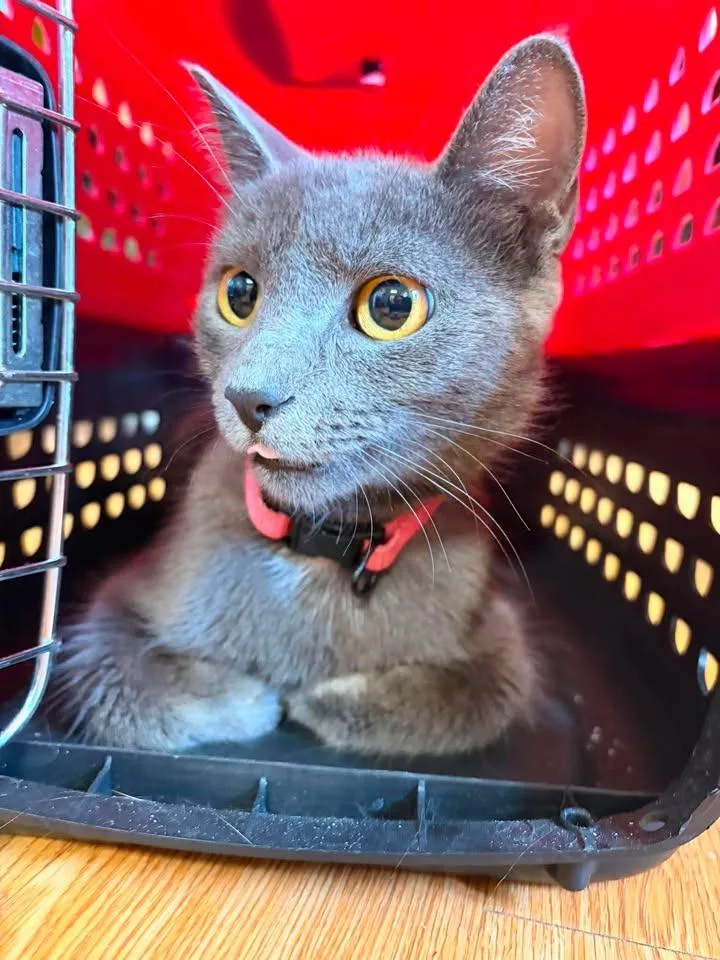 A young large-sized female Domestic Short Hair cat named January for adoption in Greensburg, IN