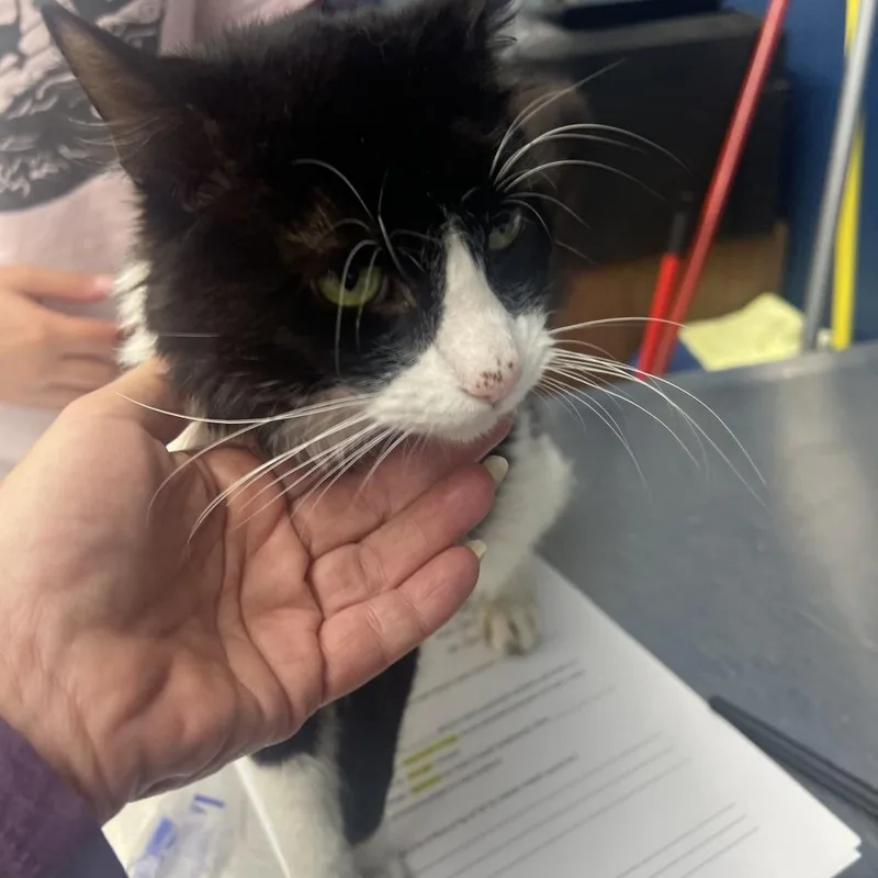 An adult medium-sized male Black Domestic Long Hair cat named Leonard for adoption in Oak Hill, WV