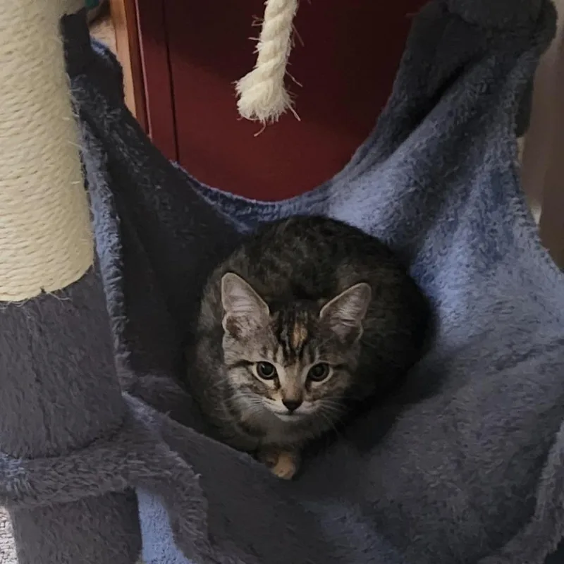 Penny