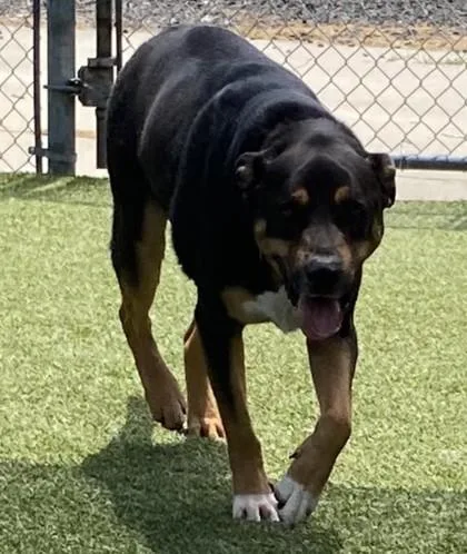 Duke