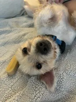 An adult small-sized male White / Cream Miniature Schnauzer dog named Iggy for adoption in Houston, TX