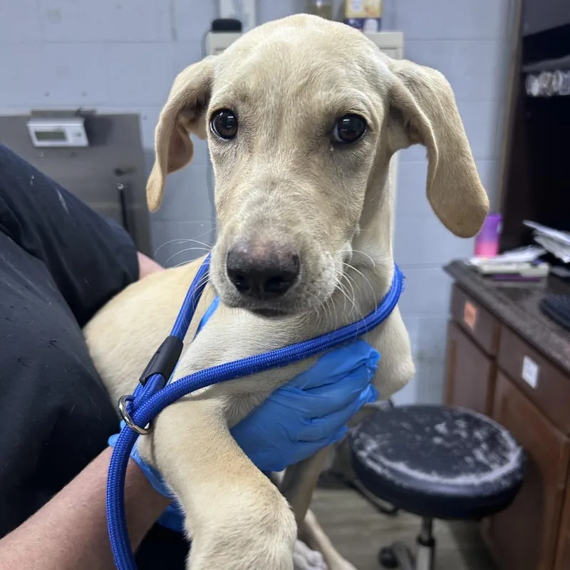 A baby small-sized male White / Cream Mixed Breed dog named Cody for adoption in Summerville, SC