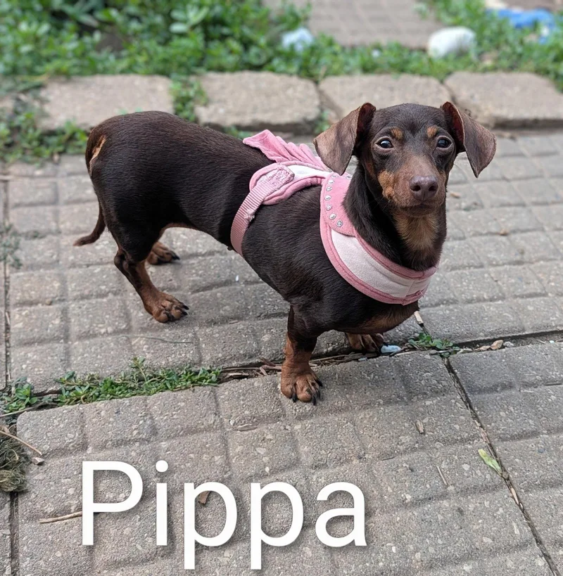 Pippa thumbnail 2