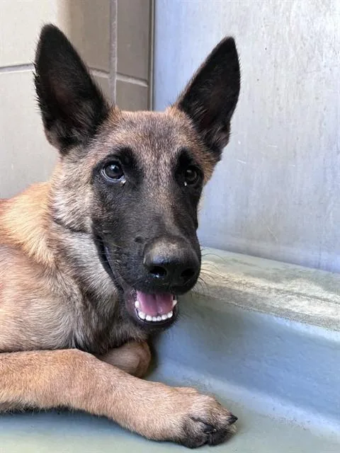 A young small-sized male Belgian Shepherd / Malinois dog named Lalo for adoption in Riverside, CA