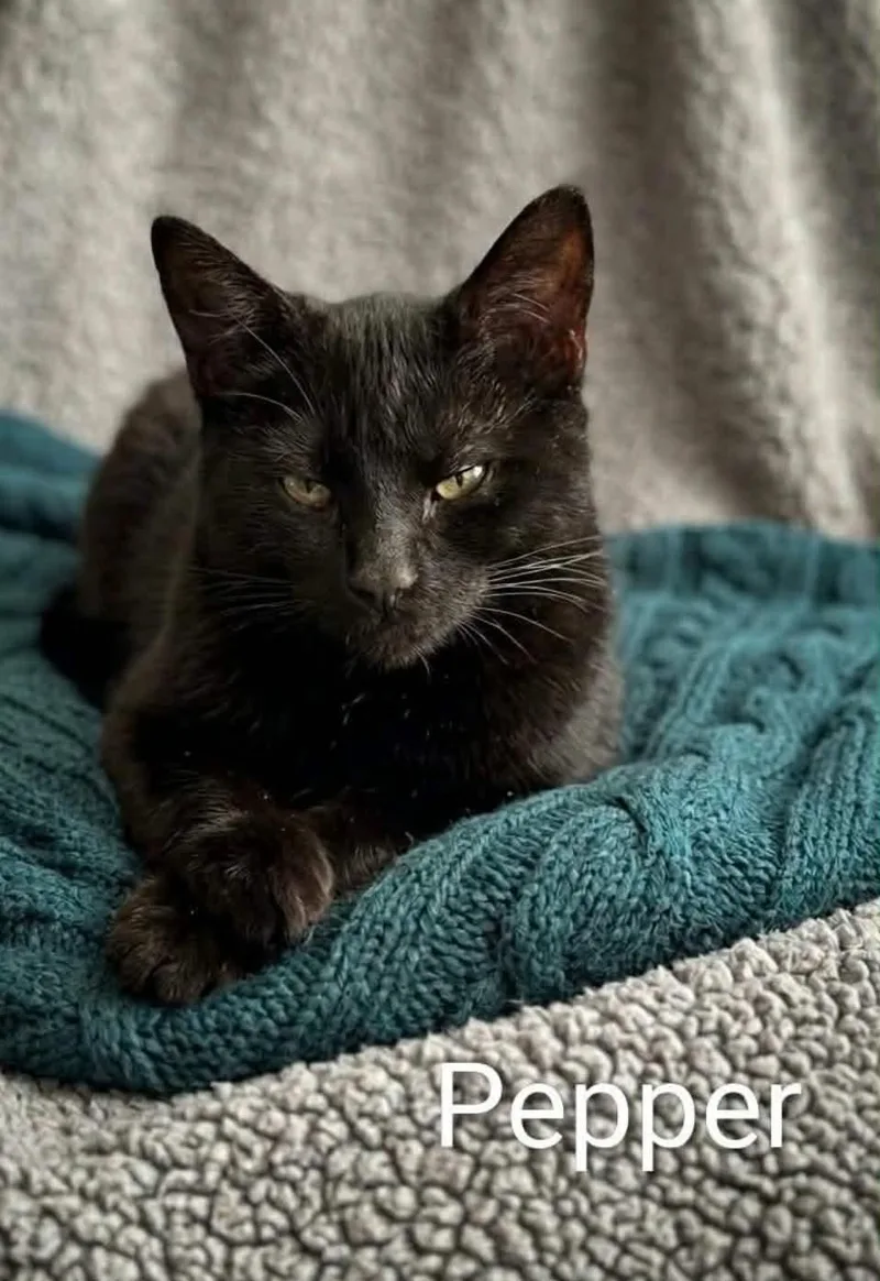 Pepper thumbnail 2