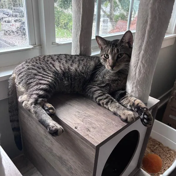 A young medium-sized male Brown / Chocolate Domestic Short Hair cat named Rowan for adoption in Hamburg, NY
