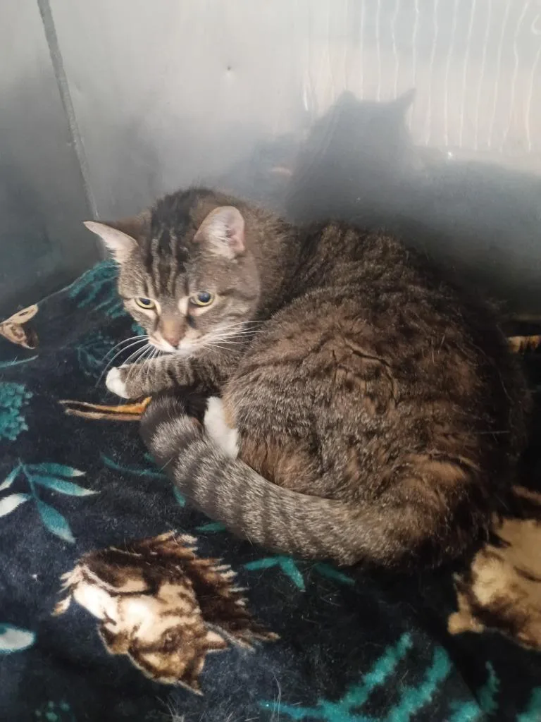 An adult medium-sized female Domestic Short Hair cat named Cappuccino Front Declawed for adoption in Pierceton, IN