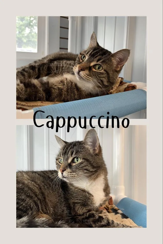 Cappuccino Front Declawed thumbnail 2