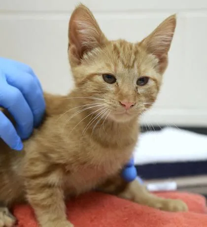 A young small-sized male Domestic Short Hair cat named Sunny for adoption in Westland, MI
