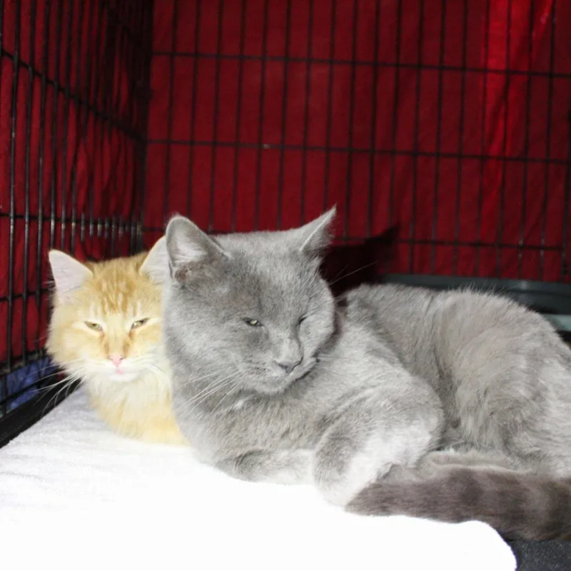 An adult medium-sized male Domestic Medium Hair cat named Simon for adoption in Billings, MT