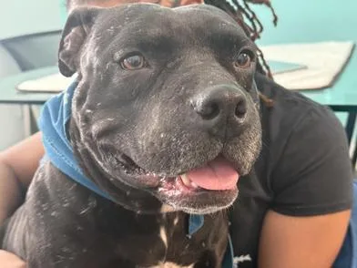 A young medium-sized male Black American Bulldog dog named Vader for adoption in Liverpool, TX