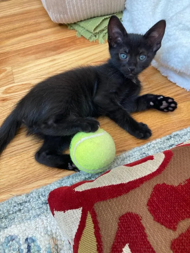 A baby small-sized male Black & White / Tuxedo Domestic Short Hair cat named Raven for adoption in Mooresville, NC