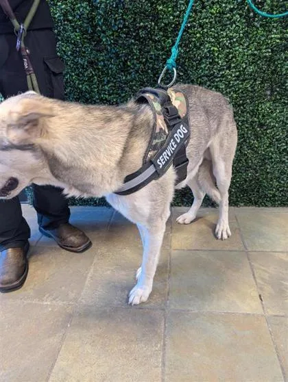 An adult large-sized male Black Siberian Husky dog named 61097018 for adoption in El Paso, TX