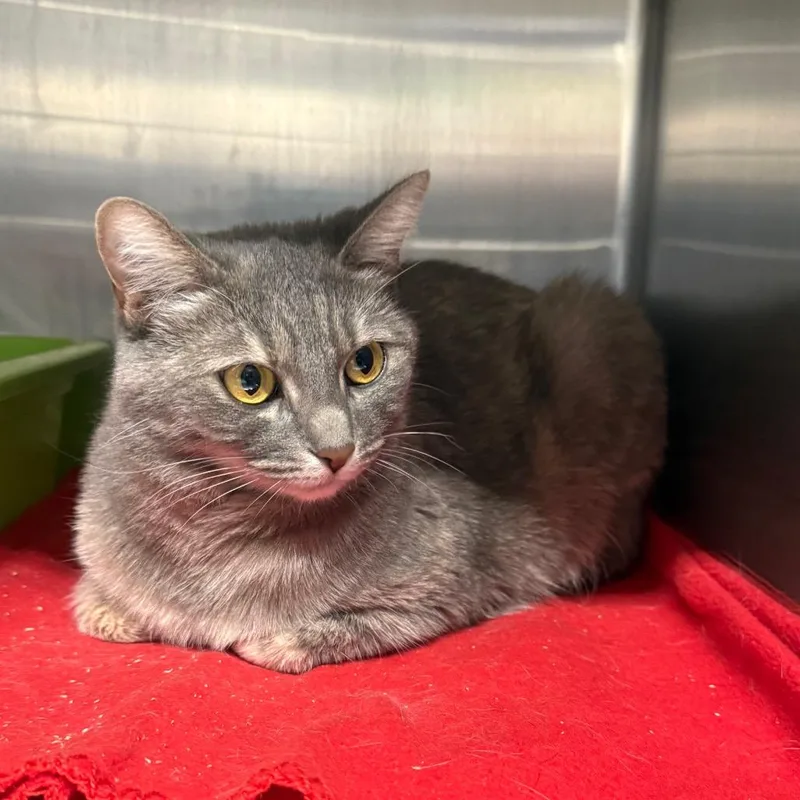 An adult large-sized female Domestic Short Hair cat named Chamomile for adoption in Spokane, WA