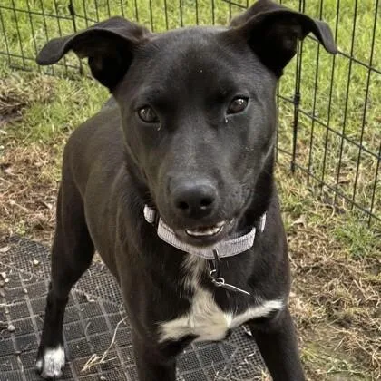An adult medium-sized female Black Labrador Retriever dog named Patsy Cline for adoption in Houston, TX
