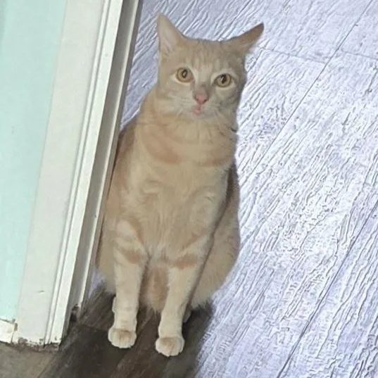 A young medium-sized male Orange & White Tabby cat named Oscar for adoption in Springfield, OR