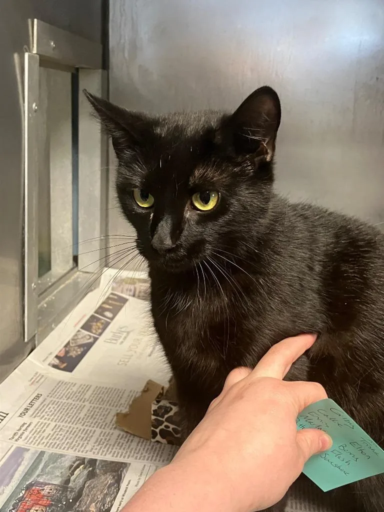 A young medium-sized female Black Domestic Short Hair cat named Honor for adoption in Heathsville, VA