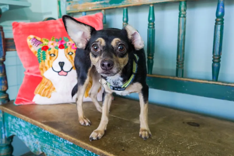 An adult small-sized female Bicolor Chihuahua dog named Sigourney for adoption in San Antonio, TX