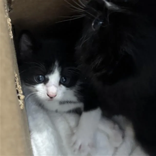 A baby medium-sized male Domestic Short Hair cat named Luke for adoption in Dallas, TX
