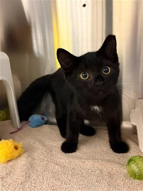 A baby small-sized male Domestic Short Hair cat named Edward Scissorhands for adoption in Statesville, NC