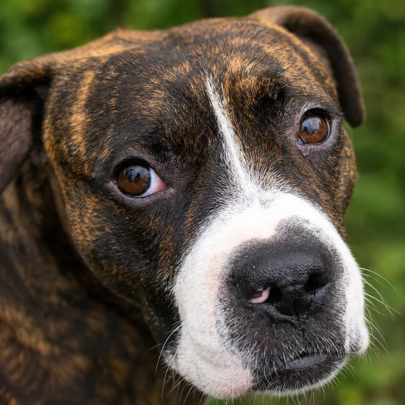 A young medium-sized male Brindle Boxer dog named Boscoe for adoption in Houston, TX