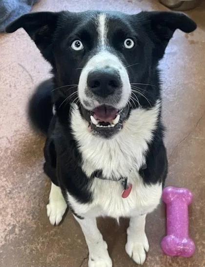 An adult medium-sized male Black Border Collie dog named Buddy for adoption in Stanwood, WA
