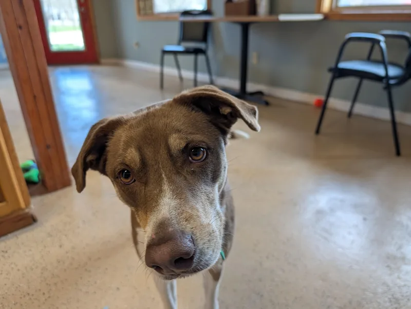 A young medium-sized female Brown / Chocolate Siberian Husky dog named Coccoa for adoption in ONeill, NE