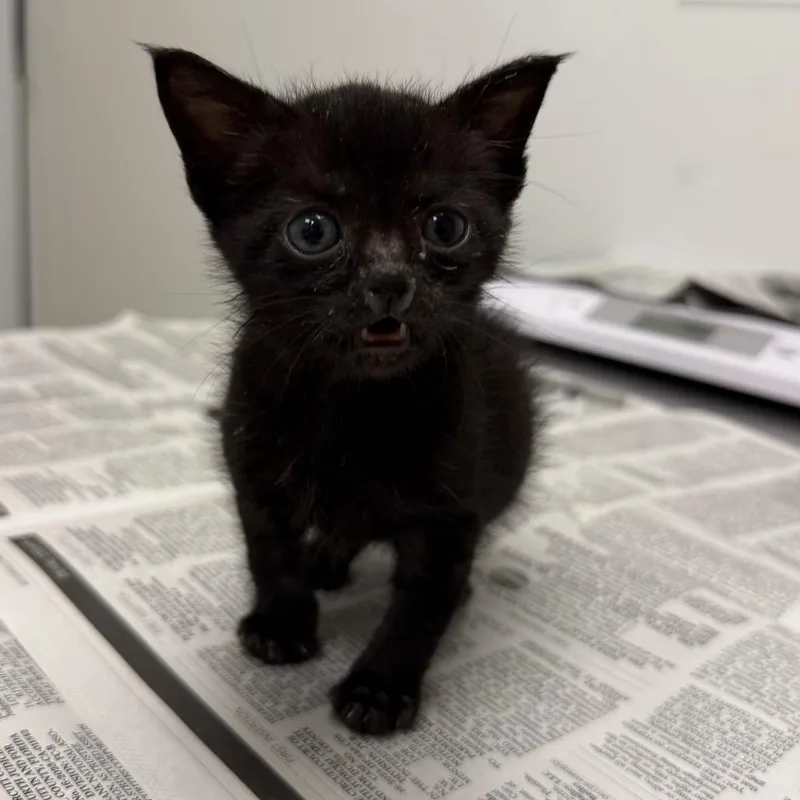 A baby small-sized female Domestic Short Hair cat named Nugget for adoption in Jacksonville, FL