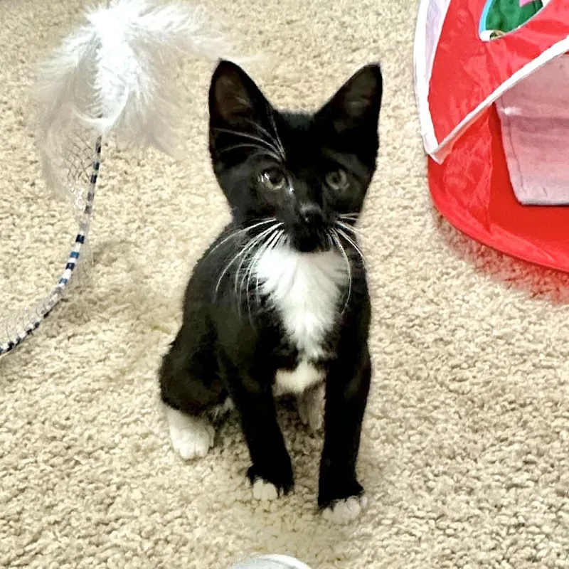 A baby small-sized female Black Domestic Short Hair cat named Tipper for adoption in Houston, TX