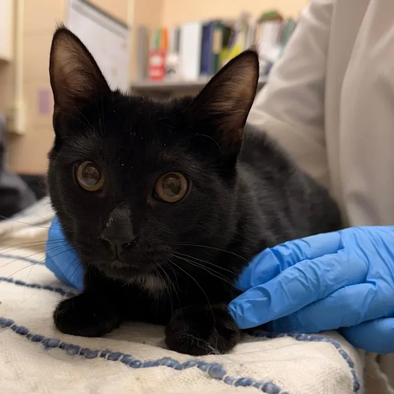 A baby small-sized male Black Domestic Short Hair cat named Beach Towel for adoption in Springfield, MA