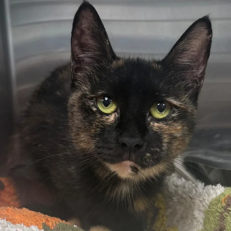 An adult medium-sized female Tortoiseshell Domestic Short Hair cat named Peony for adoption in East Hanover, NJ