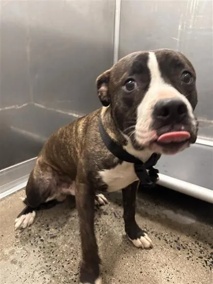 An adult large-sized male Mixed Breed dog named Ollie for adoption in West Chester, PA