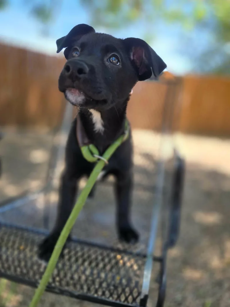 A baby medium-sized female Black Mixed Breed dog named Santana for adoption in Canon City, CO