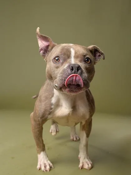 A senior medium-sized female Mixed Breed dog named Rosey for adoption in Atlanta, GA