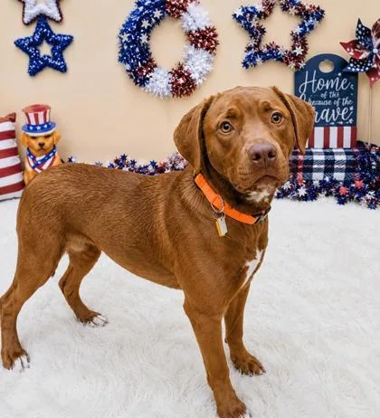 A young medium-sized male Mixed Breed dog named Rex for adoption in Hamilton, OH