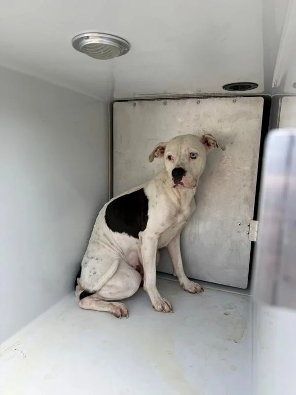An adult medium-sized female Pit Bull Terrier dog named Ncd for adoption in Lawrenceville, GA