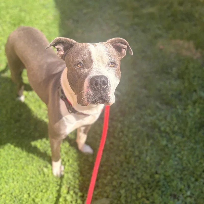 A young large-sized male Gray / Blue / Silver Pit Bull Terrier dog named Three for adoption in Philadelphia, PA