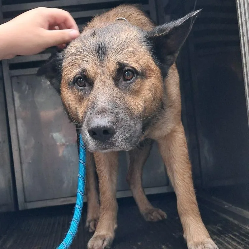 An adult large-sized male Black Shepherd dog named Chewbacca for adoption in Valley, AL
