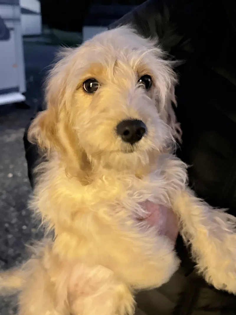 A baby small-sized female Cocker Spaniel dog named Buttercup for adoption in Havertown, PA