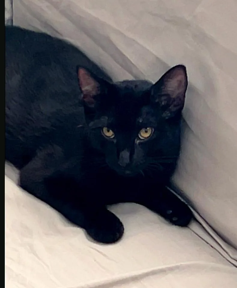 A young small-sized female Black Domestic Short Hair cat named Shana for adoption in Orange, CA
