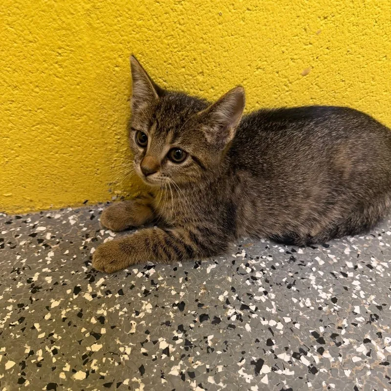A baby small-sized male Domestic Short Hair cat named Zebra cake for adoption in Parkersburg, WV