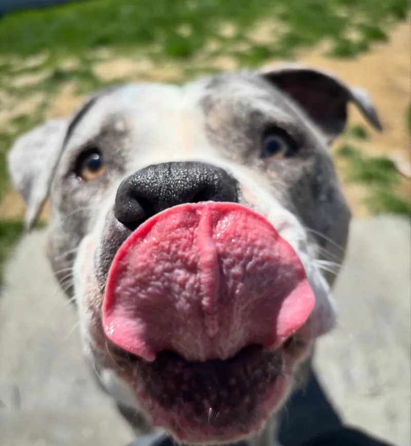 An adult medium-sized male Merle (Blue) American Staffordshire Terrier dog named Stone for adoption in Salem, NH