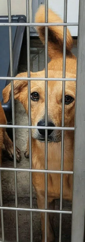 A baby medium-sized female Yellow / Tan / Blond / Fawn Labrador Retriever dog named Maeve for adoption in Bedford Hills, NY