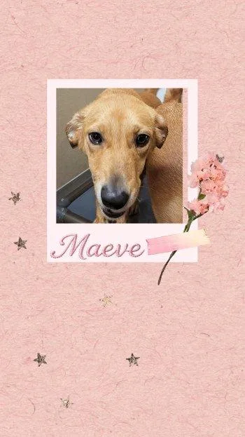Maeve thumbnail 4