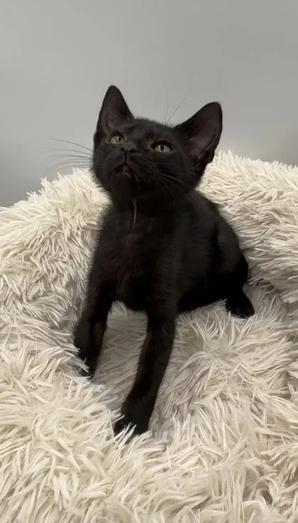 A young small-sized male Domestic Short Hair cat named Bellingham for adoption in Lawrenceville, GA